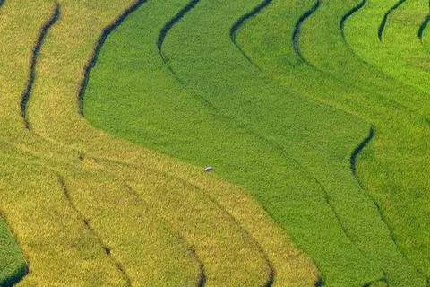 Rice fields on terraced beautiful shape of TU LE Valley, view on the road bet Stock-Fotos