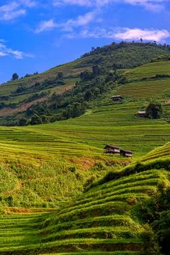 Rice fields on terraced beautiful shape of Mu Cang Chai, YenBai, Vietnam. Ric Stock Photos