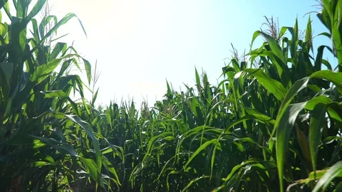 Rice fields on terraced Stock Footage 100176794