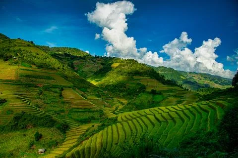 Rice fields on terraced with pine tree at sunrise in Mu Cang Chai, YenBai, .. Stock Photos