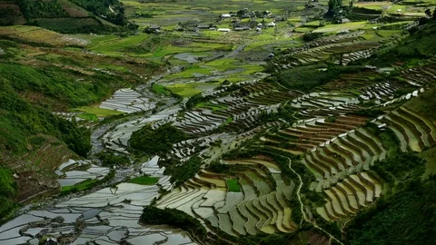 Rice fields on terraced of Sapa (Sa Pa), Vietnam. Stock Footage 77490399