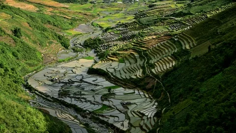 Rice fields on terraced of Sapa (Sa Pa), Vietnam. Stock Footage 77490407