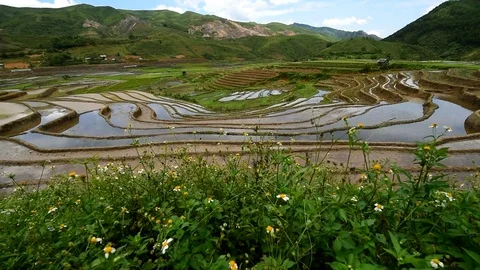 Rice fields on terraced of Sapa (Sa Pa), Vietnam. Stock Footage 77490446