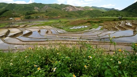 Rice fields on terraced of Sapa (Sa Pa), Vietnam. Stock Footage 77490454