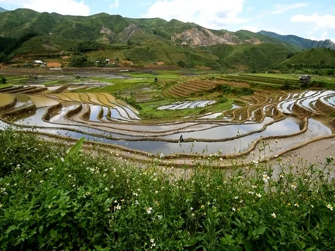Rice fields on terraced of Sapa (Sa Pa), Vietnam. Stock Footage 77490461