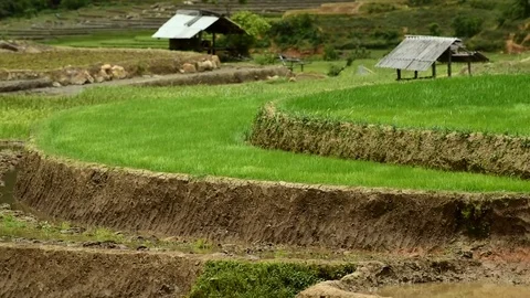 Rice fields on terraced of Sapa (Sa Pa), Vietnam. Stock Footage 77490469
