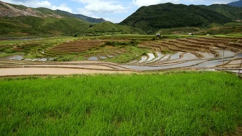 Rice fields on terraced of Sapa (Sa Pa), Vietnam. Stock Footage 77490476