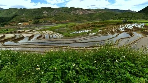 Rice fields on terraced of Sapa (Sa Pa), Vietnam. Stock Footage 77490483