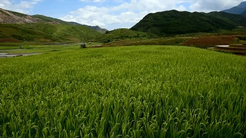 Rice fields on terraced of Sapa (Sa Pa), Vietnam. Stock Footage 77490487