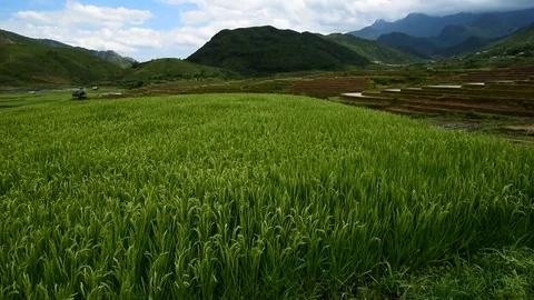 Rice fields on terraced of Sapa (Sa Pa), Vietnam. Stock Footage 77490491