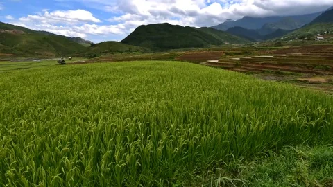 Rice fields on terraced of Sapa (Sa Pa), Vietnam. Stock Footage 77490501