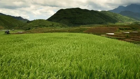 Rice fields on terraced of Sapa (Sa Pa), Vietnam. Stock Footage 77490505