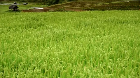 Rice fields on terraced of Sapa (Sa Pa), Vietnam. Stock Footage 77490508