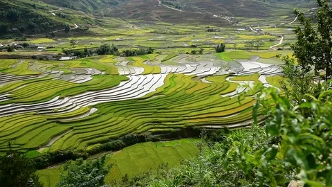 Rice fields on terraced of Sapa (Sa Pa), Vietnam. Stock Footage 77491332