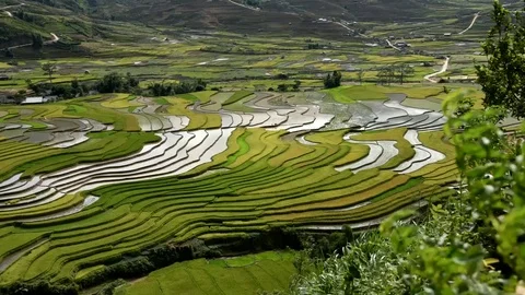 Rice fields on terraced of Sapa (Sa Pa), Vietnam. Stock Footage 77491346