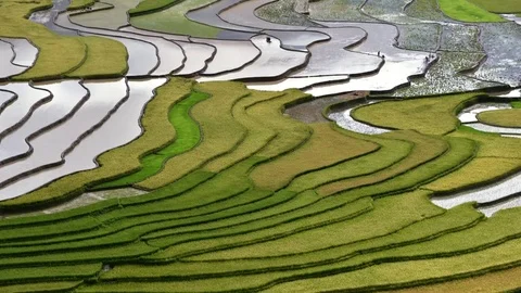 Rice fields on terraced of Sapa (Sa Pa), Vietnam. Stock Footage 77491370
