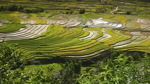Rice fields on terraced of Sapa (Sa Pa), Vietnam. Stock Footage 77491373