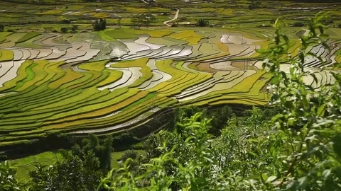 Rice fields on terraced of Sapa (Sa Pa), Vietnam. Stock Footage 77491462