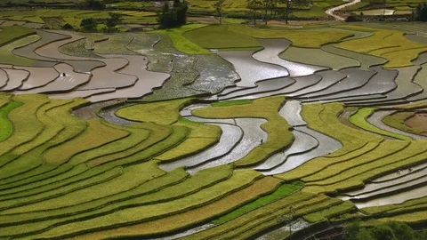 Rice fields on terraced of Sapa (Sa Pa), Vietnam. Stock Footage 77491467