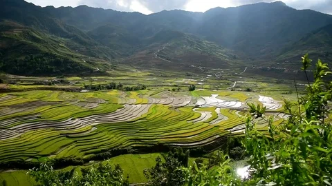 Rice fields on terraced of Sapa (Sa Pa), Vietnam. Rice fields prepared to har Stock Footage 77496967