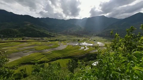 Rice fields on terraced of Sapa (Sa Pa), Vietnam. Rice fields prepared to har Stock Footage 77496971