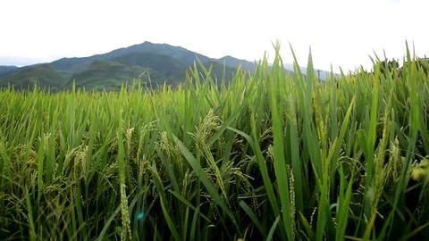 Rice fields on terraced of Sapa (Sa Pa), Vietnam. Rice fields prepared to har Stock Footage 77496995