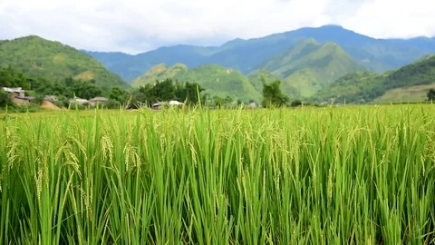 Rice fields on terraced of Sapa (Sa Pa), Vietnam. Rice fields prepared to har Stock Footage 77497003