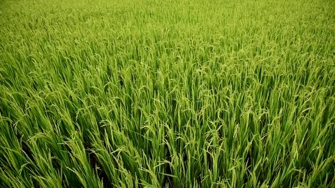 Rice fields on terraced of Sapa (Sa Pa), Vietnam. Rice fields prepared to har Stock Footage 77497018