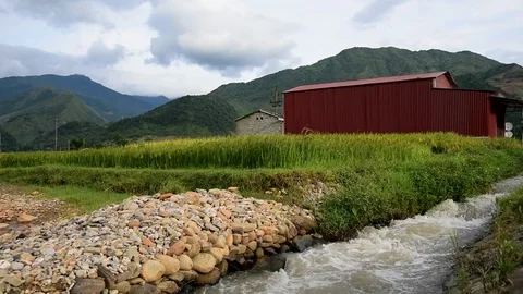 Rice fields on terraced of Sapa (Sa Pa), Vietnam. Rice fields prepared to har Stock Footage 77497027