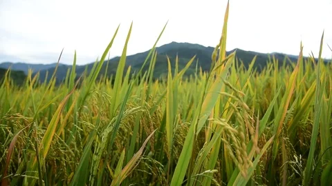 Rice fields on terraced of Sapa (Sa Pa), Vietnam. Rice fields prepared to har Stock Footage 77497029