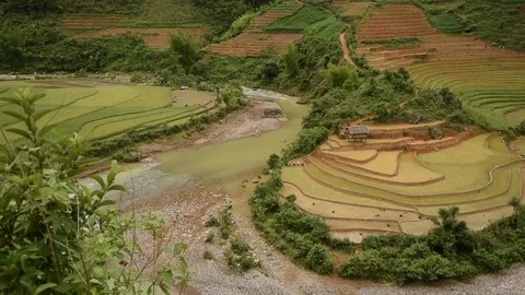 Rice fields on terraced of Sapa (Sa Pa), Vietnam. Rice fields prepared to har Stock Footage 77497036