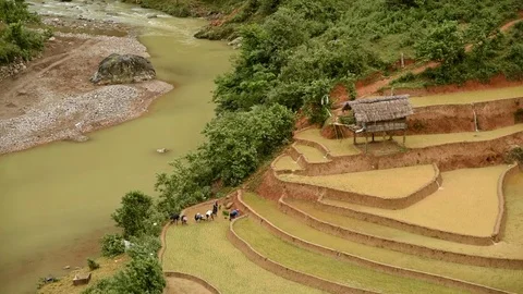 Rice fields on terraced of Sapa (Sa Pa), Vietnam. Rice fields prepared to har Stock Footage 77497043