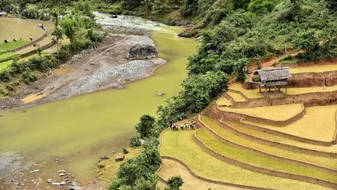Rice fields on terraced of Sapa (Sa Pa), Vietnam. Rice fields prepared to har Stock Footage 77497050