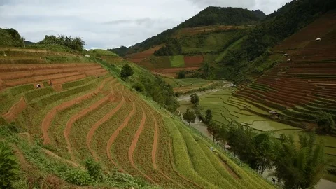 Rice fields on terraced of Sapa (Sa Pa), Vietnam. Rice fields prepared to har Stock Footage 77497074
