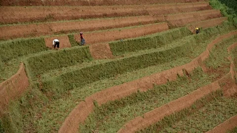 Rice fields on terraced of Sapa (Sa Pa), Vietnam. Rice fields prepared to har Stock Footage 77497087