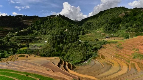 Rice fields on terraced of Sapa (Sa Pa), Vietnam. Rice fields prepared to har Stock Footage 77497093