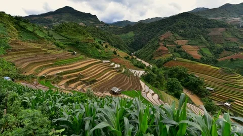 Rice fields on terraced of Sapa (Sa Pa), Vietnam. Rice fields prepared to har Stock Footage 77497099