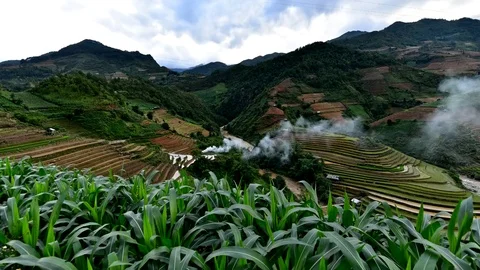 Rice fields on terraced of Sapa (Sa Pa), Vietnam. Rice fields prepared to har Stock Footage 77497106