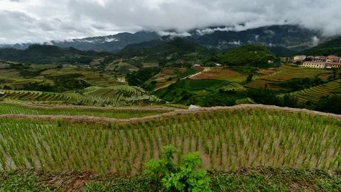 Rice fields on terraced of Sapa (Sa Pa), Vietnam. Rice fields prepared to har Stock Footage 77497125