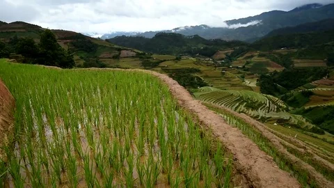 Rice fields on terraced of Sapa (Sa Pa), Vietnam. Rice fields prepared to har Stock Footage 77497135
