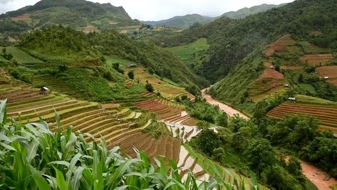 Rice fields on terraced of Sapa (Sa Pa), Vietnam. Rice fields prepared to har Stock Footage 77497164