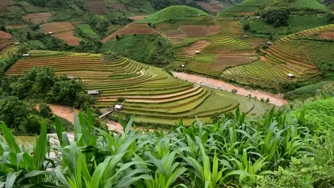 Rice fields on terraced of Sapa (Sa Pa), Vietnam. Rice fields prepared to har Stock Footage 77497177