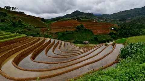 Rice fields on terraced of Sapa (Sa Pa), Vietnam. Rice fields prepared to har Stock Footage 77497197