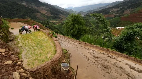 Rice fields on terraced of Sapa (Sa Pa), Vietnam. Rice fields prepared to har Stock Footage 77497209