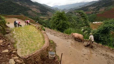 Rice fields on terraced of Sapa (Sa Pa), Vietnam. Rice fields prepared to har Stock Footage 77497231