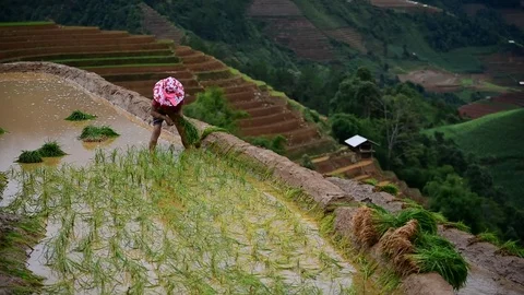 Rice fields on terraced of Sapa (Sa Pa), Vietnam. Rice fields prepared to har Stock Footage 77497237