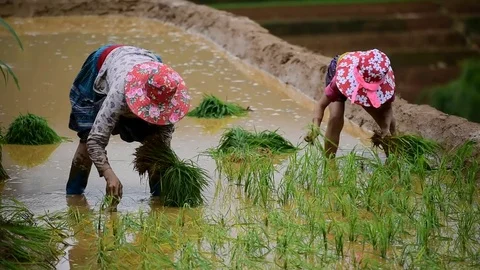 Rice fields on terraced of Sapa (Sa Pa), Vietnam. Rice fields prepared to har Stock Footage 77497312