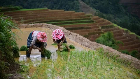 Rice fields on terraced of Sapa (Sa Pa), Vietnam. Rice fields prepared to har Stock Footage 77497332
