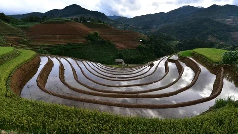 Rice fields on terraced of Sapa (Sa Pa), Vietnam. Rice fields prepared to har Stock Footage 77497357