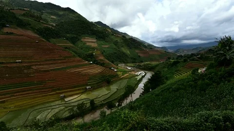 Rice fields on terraced of Sapa (Sa Pa), Vietnam. Rice fields prepared to har Stock Footage 77497399